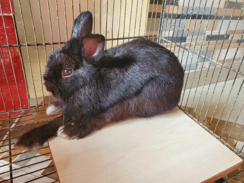 Netherland Rabbits — photo 3