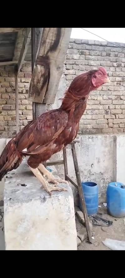 aseel mianwali peela