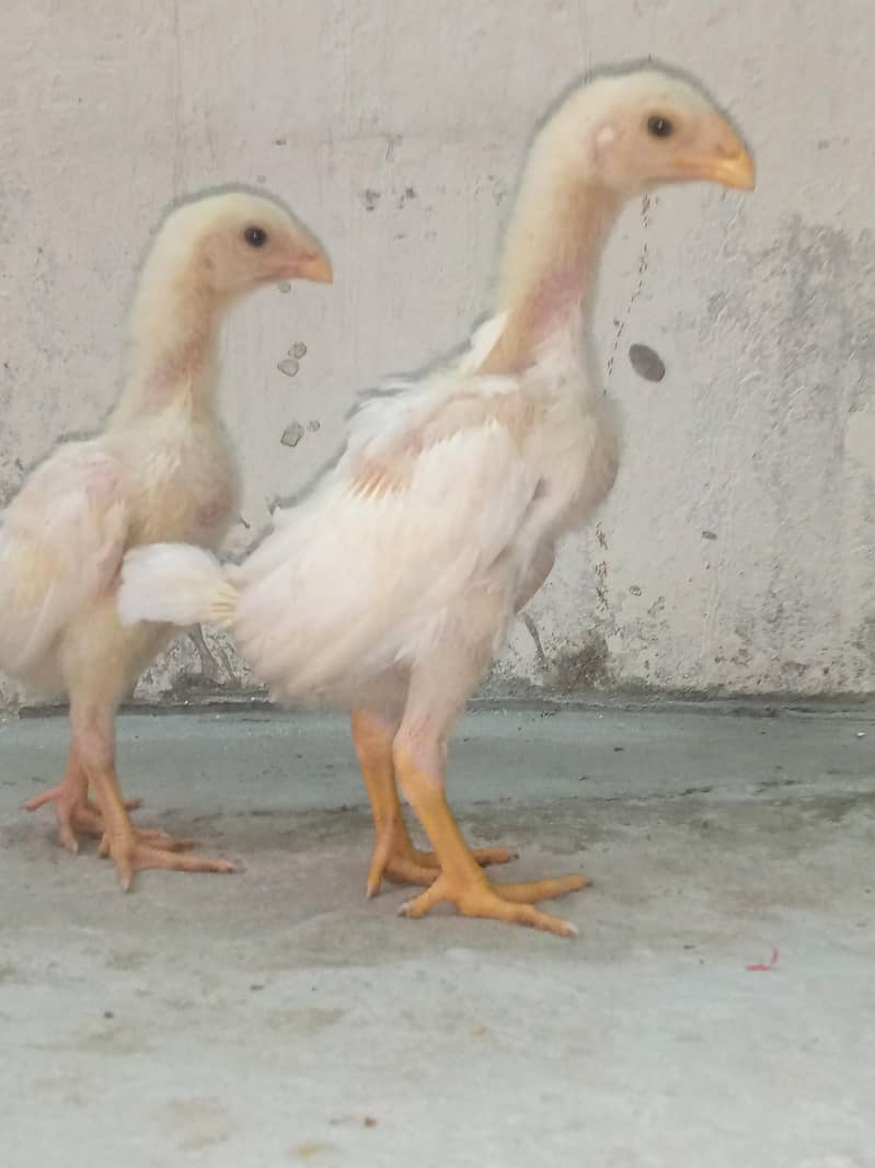 SHAMOO CHICK'S AVAILABLE 0