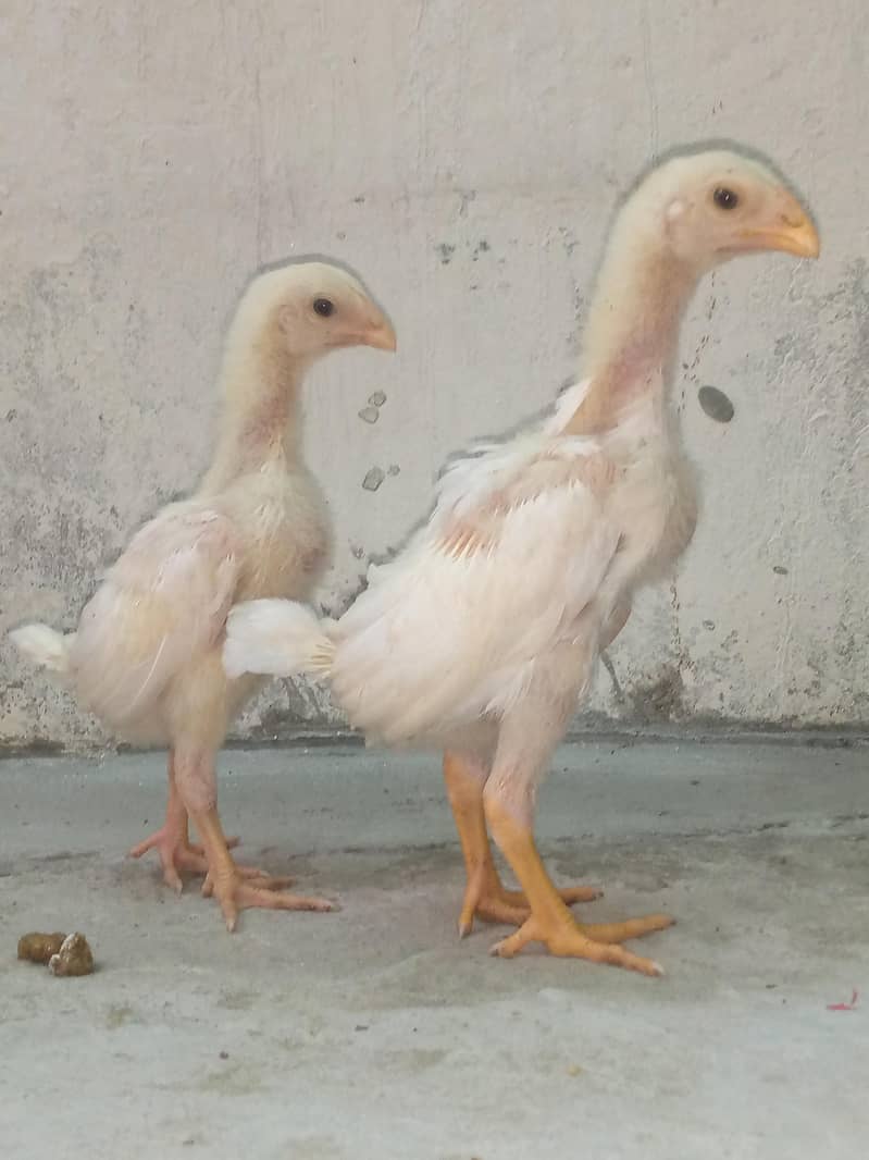 SHAMOO CHICK'S AVAILABLE 1