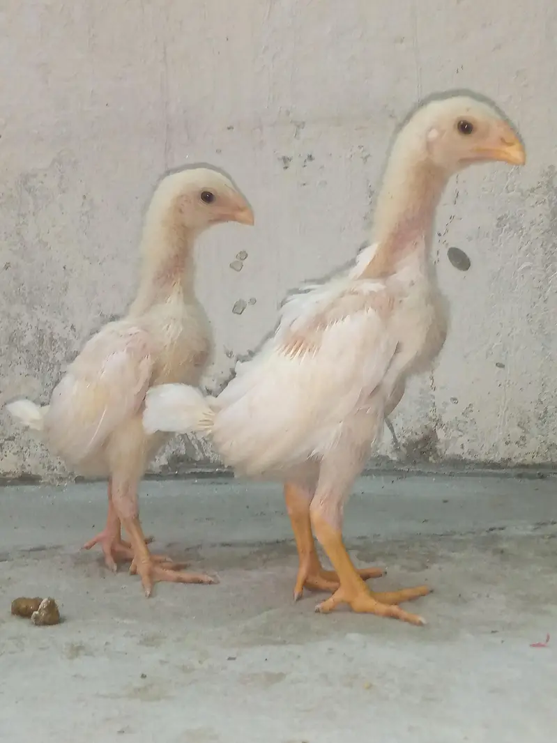 SHAMOO CHICK'S AVAILABLE — photo 2