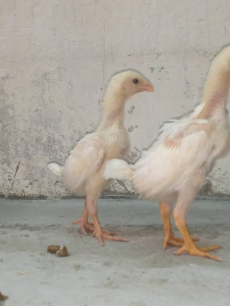 SHAMOO CHICK'S AVAILABLE 2