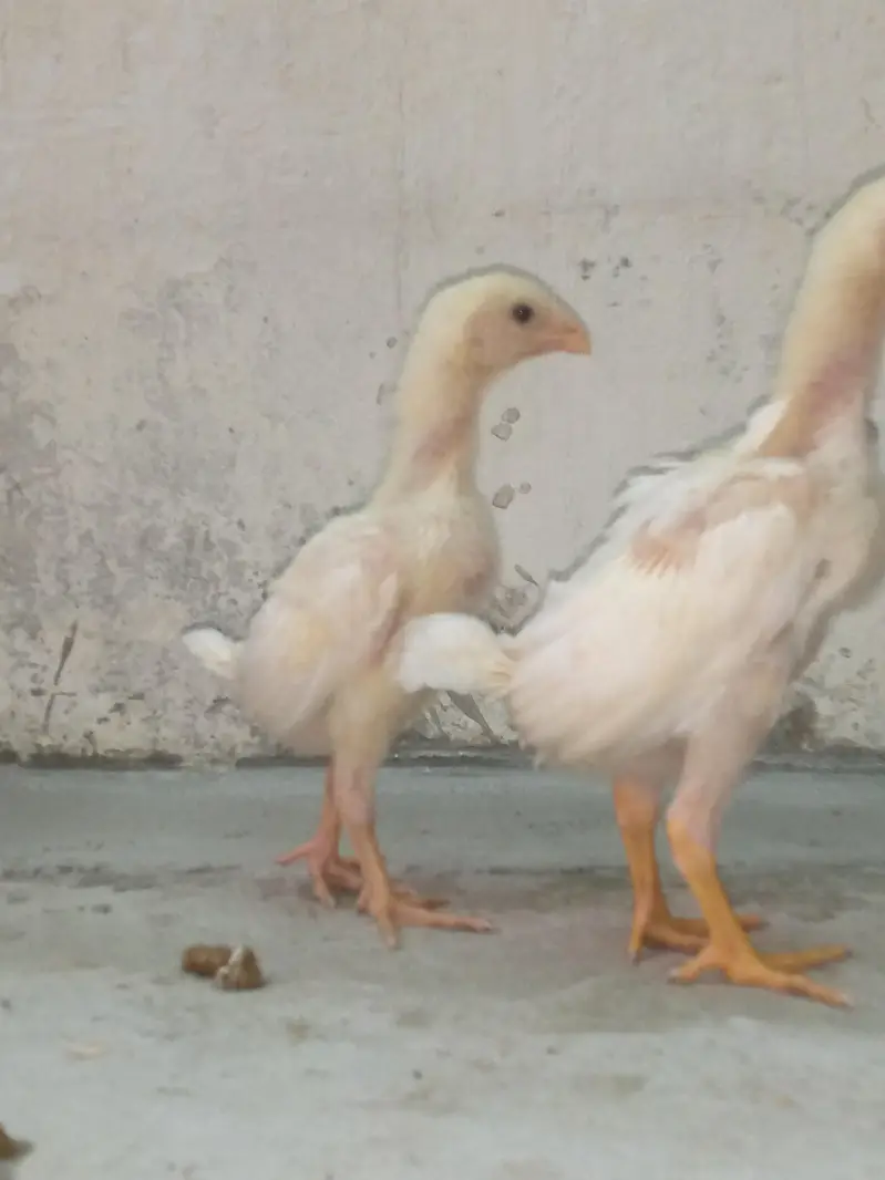 SHAMOO CHICK'S AVAILABLE — photo 3