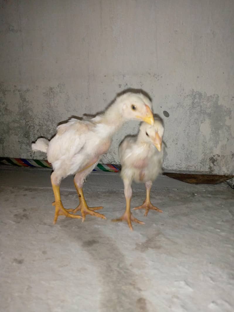 SHAMOO CHICK'S AVAILABLE 3