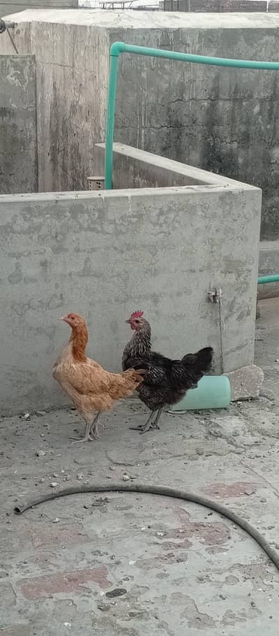 pure Desi hens