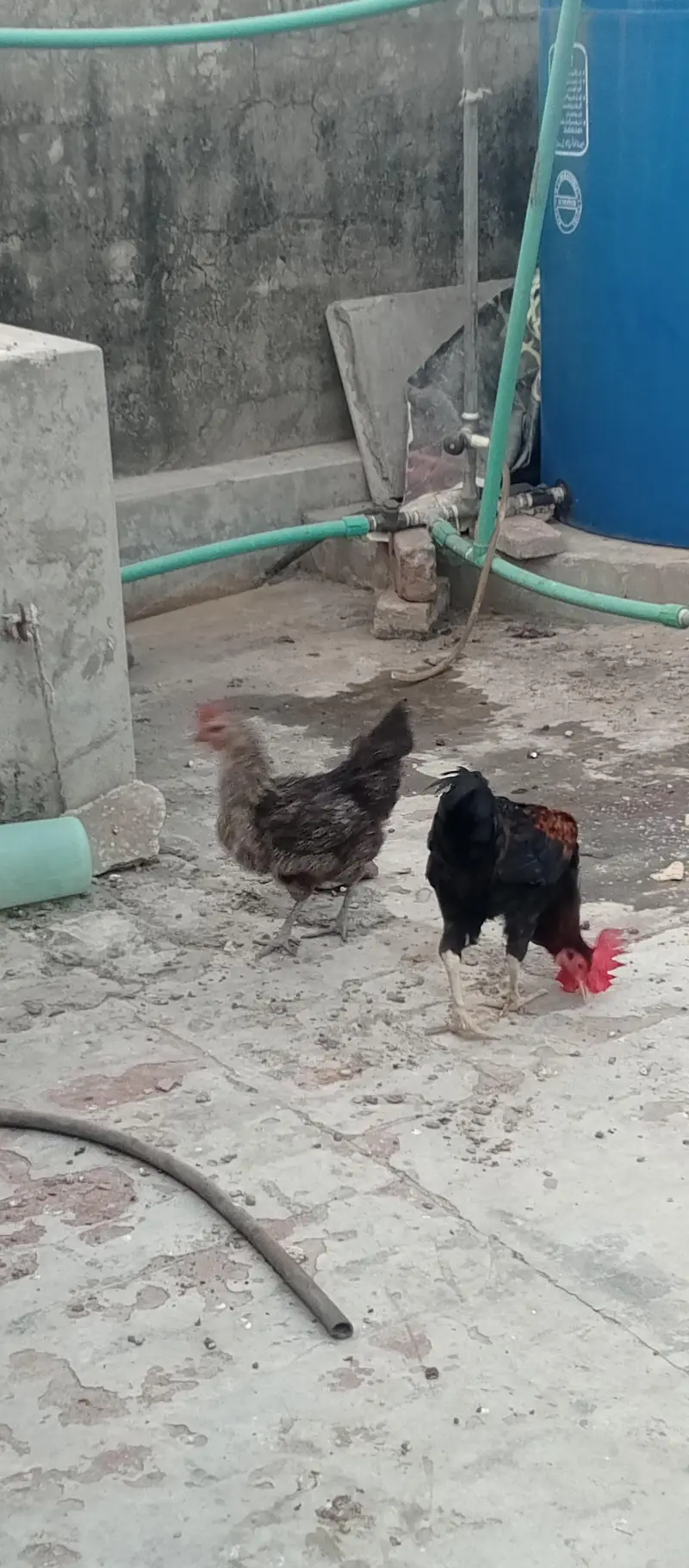 pure Desi hens — photo 2