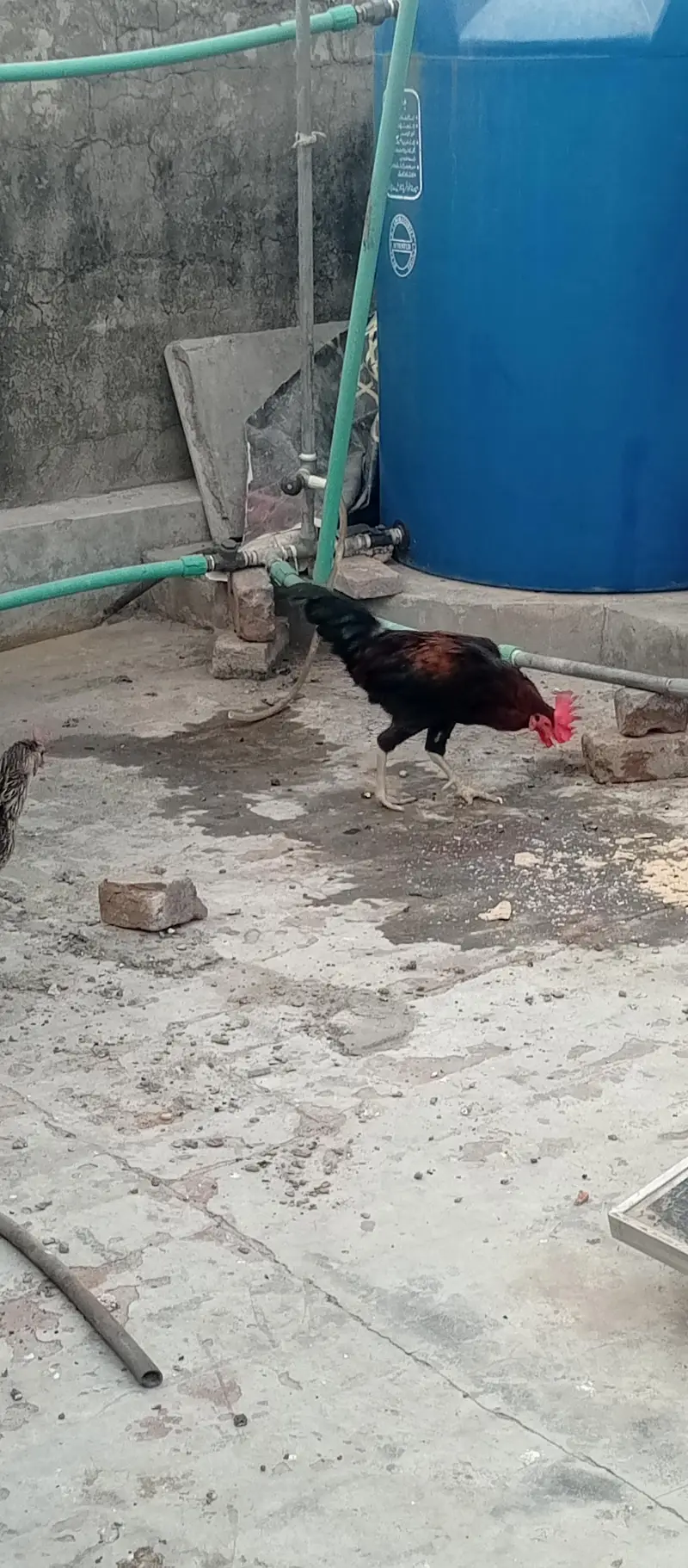 pure Desi hens — photo 3