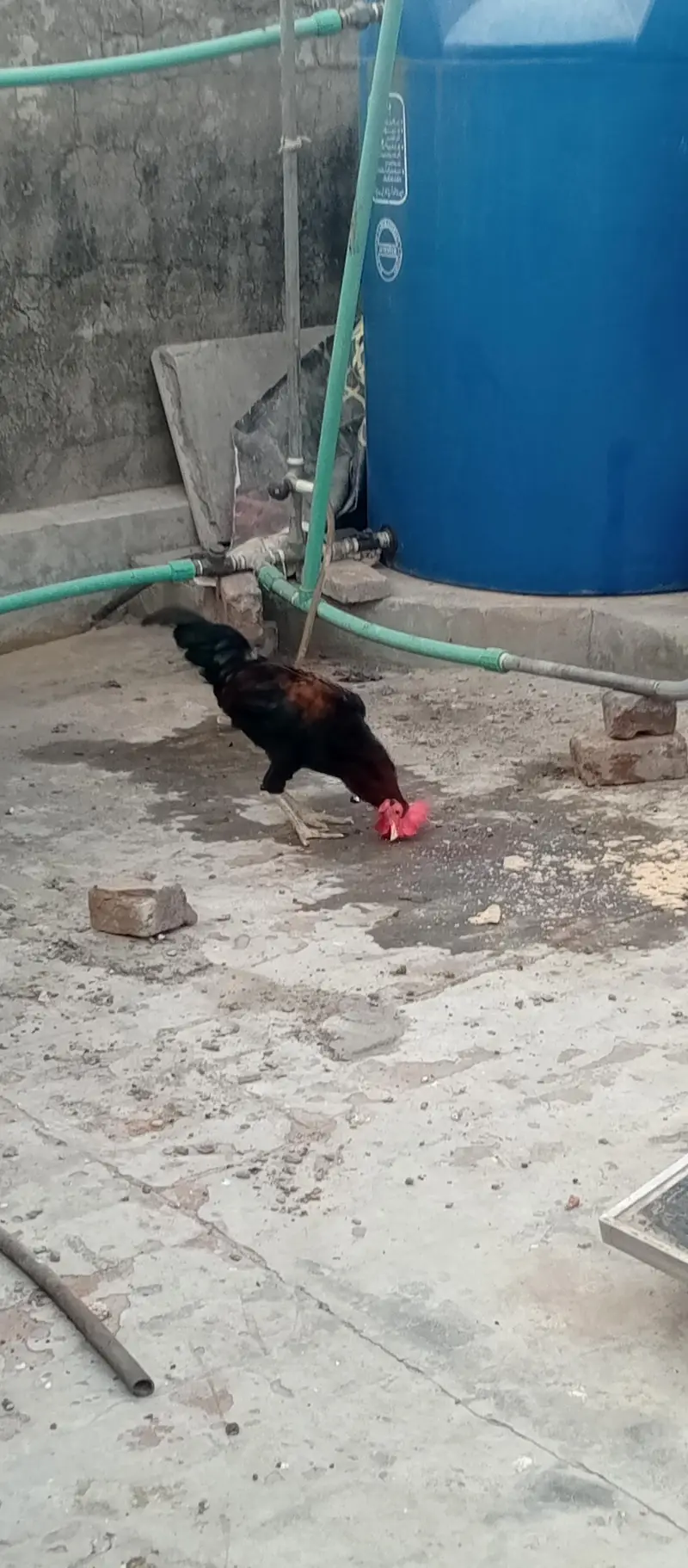 pure Desi hens — photo 4