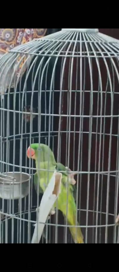 raw parrot for sale