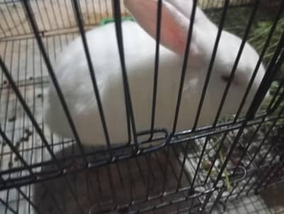 new Zealand white Healthy Active Rabbit - 5 Months -2kg ky as pass
