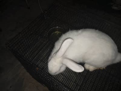 new Zealand white Healthy Active Rabbit - 5 Months -2kg ky as pass