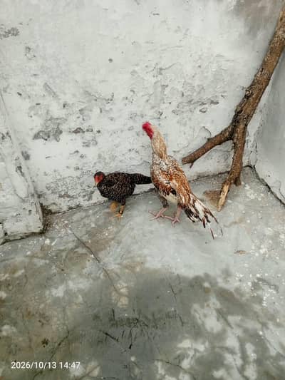 Aseel parrot beak cross male and aseel female