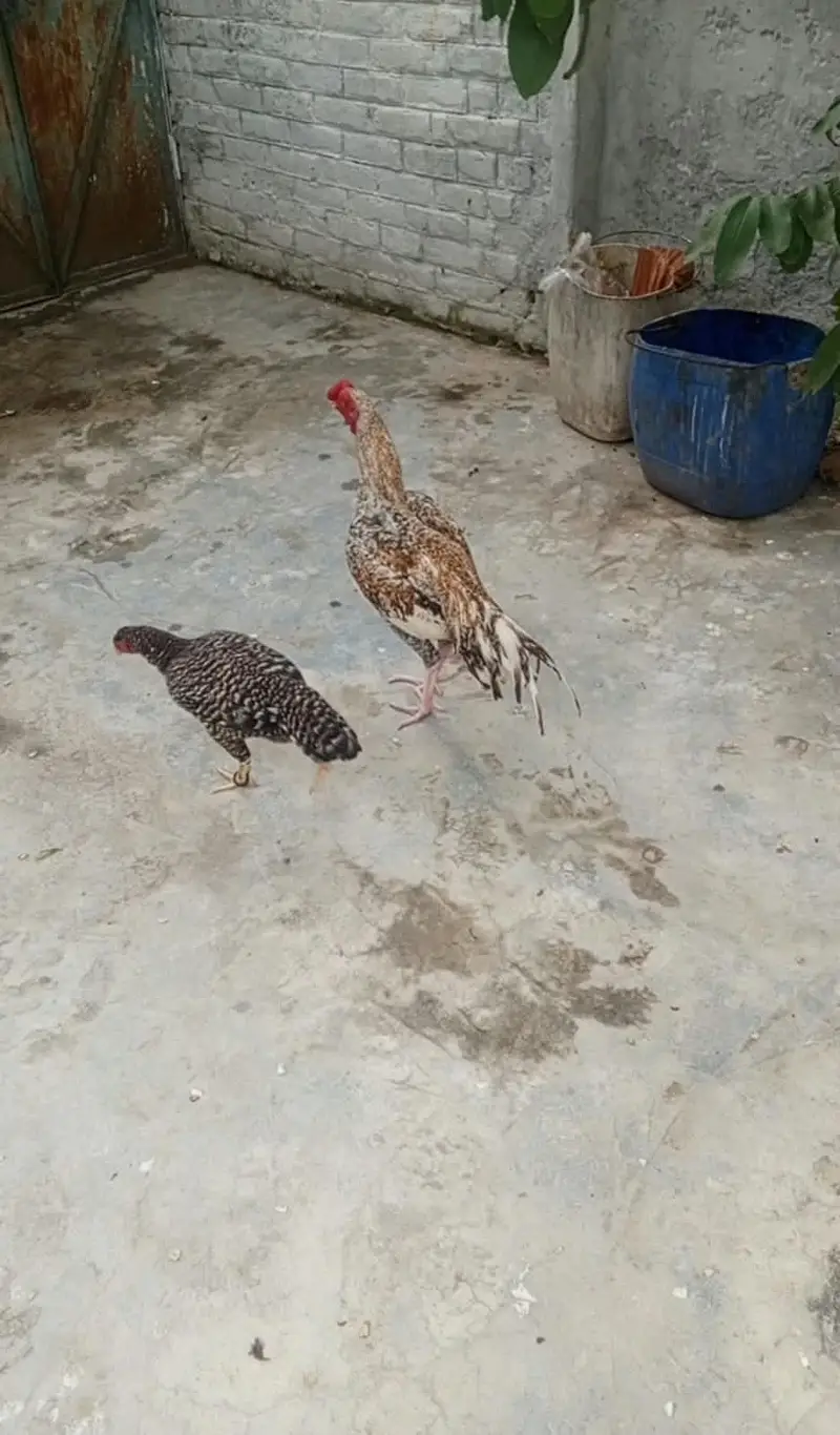 Aseel parrot beak cross male and aseel female — photo 2