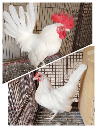white japanese bantam