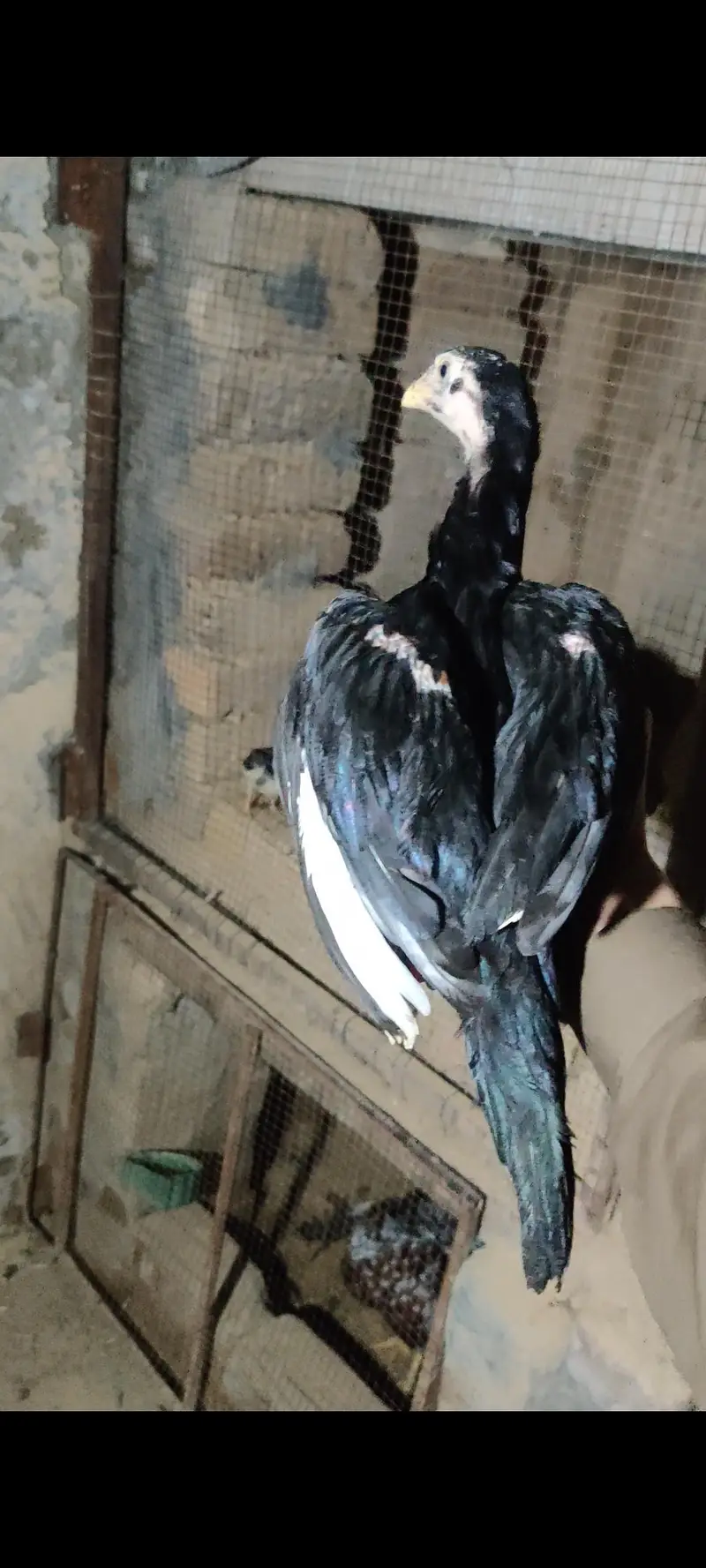 Mhuskha lasani pair blue ring eyes — photo 9