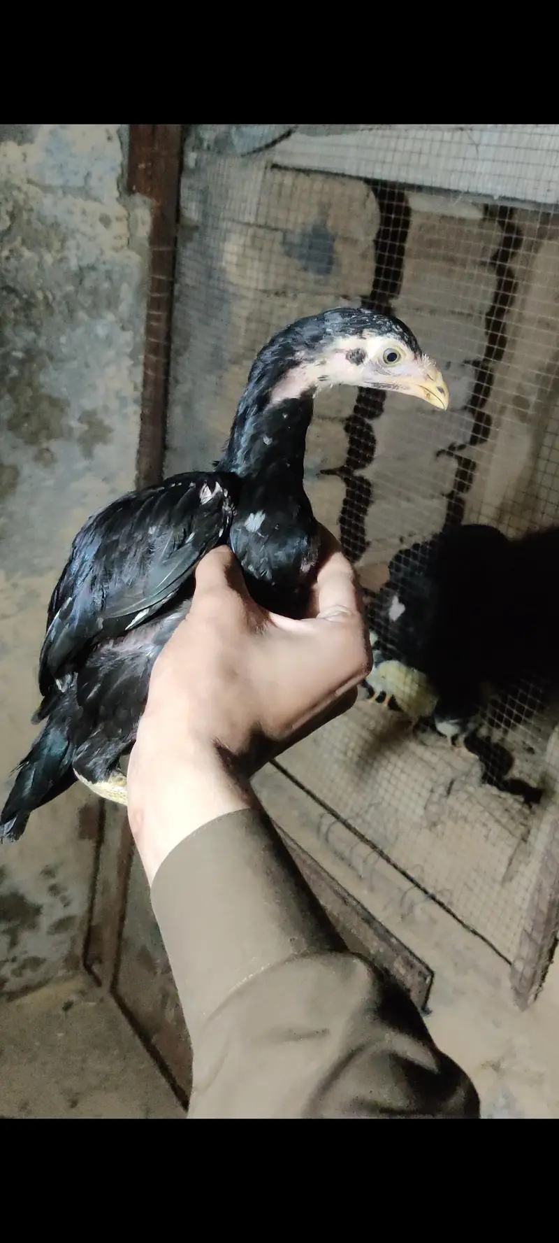 Mhuskha lasani pair blue ring eyes — photo 10