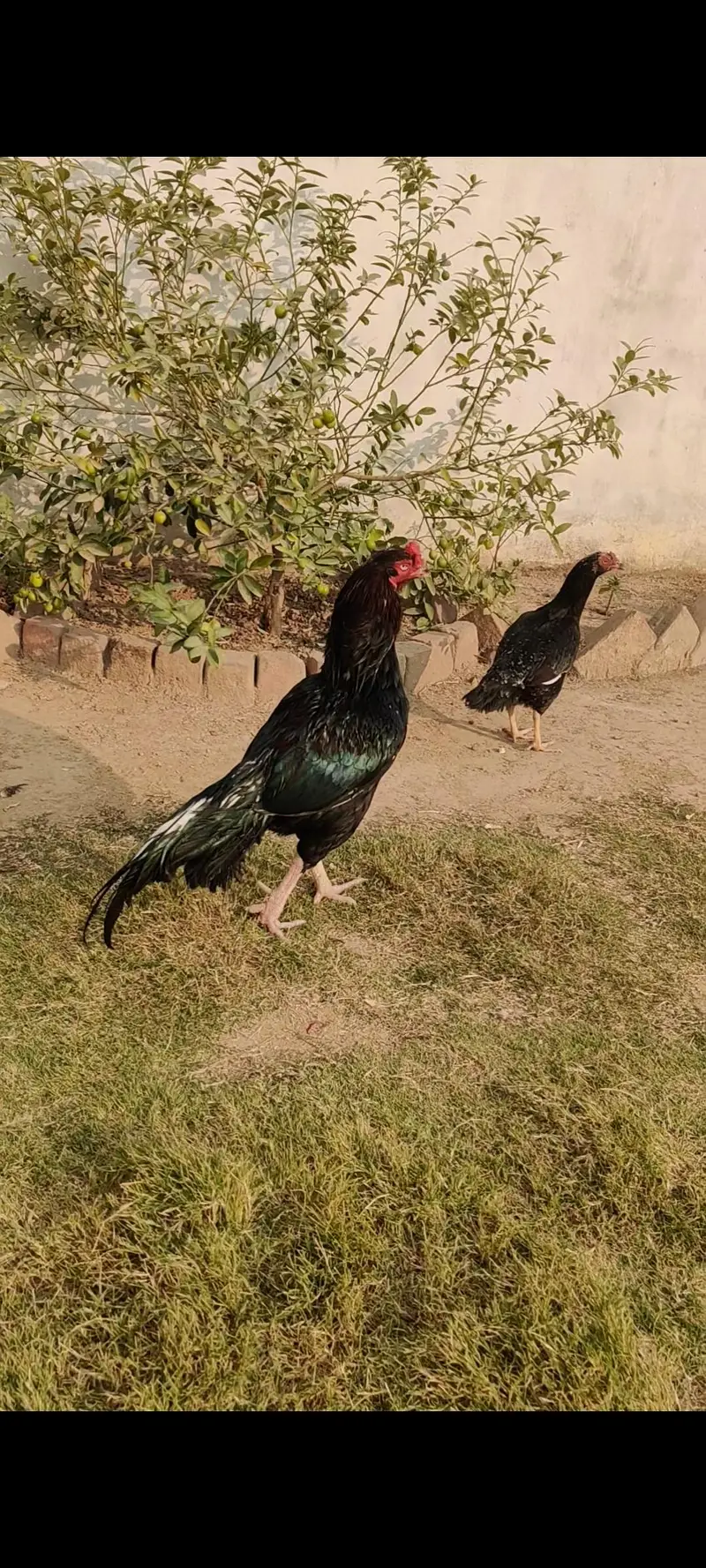 Mhuskha lasani pair blue ring eyes — photo 12