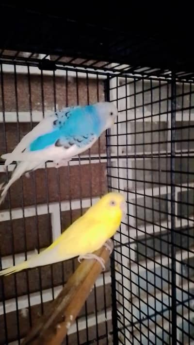 budgies / Australian/ totay / parrot / tota