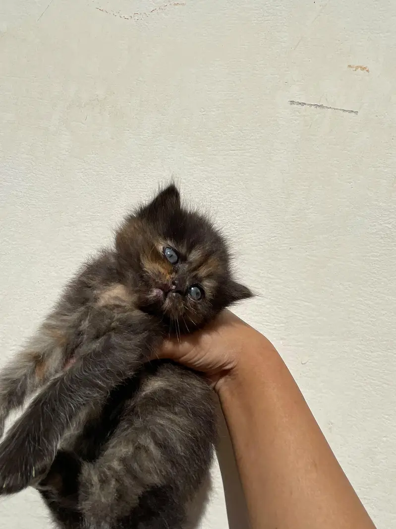 kitty for sale — photo 4