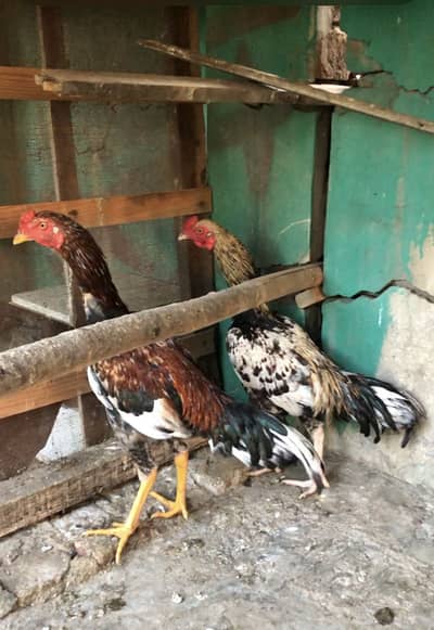 Mianwali Aseel murghay pathay for sale murgay saleeta and jawa