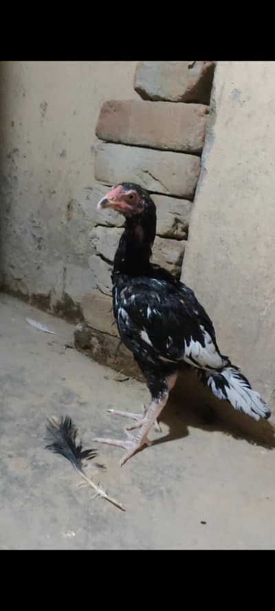 Mhuskha lasani pair blue ring eyes