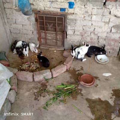 black and white rabbits