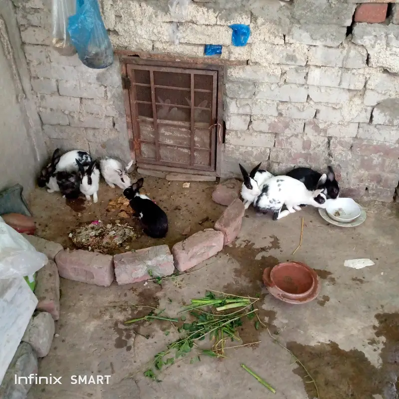 black and white rabbits — photo 2