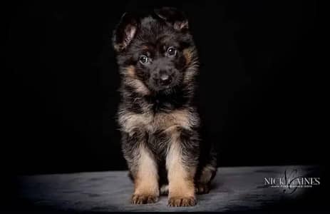 German Shepherd | Puppy | Long Coat | puppies | Dog For Sale | GSD