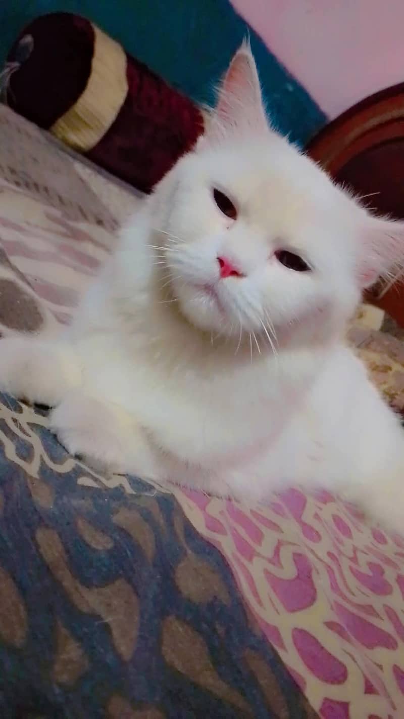 Billi 0