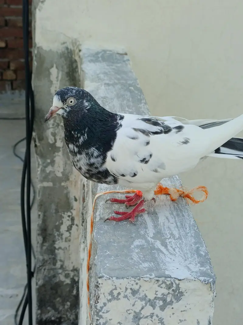 one male 2 female — photo 4