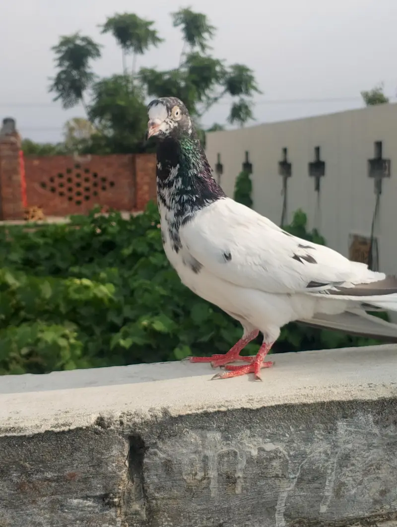 one male 2 female — photo 6