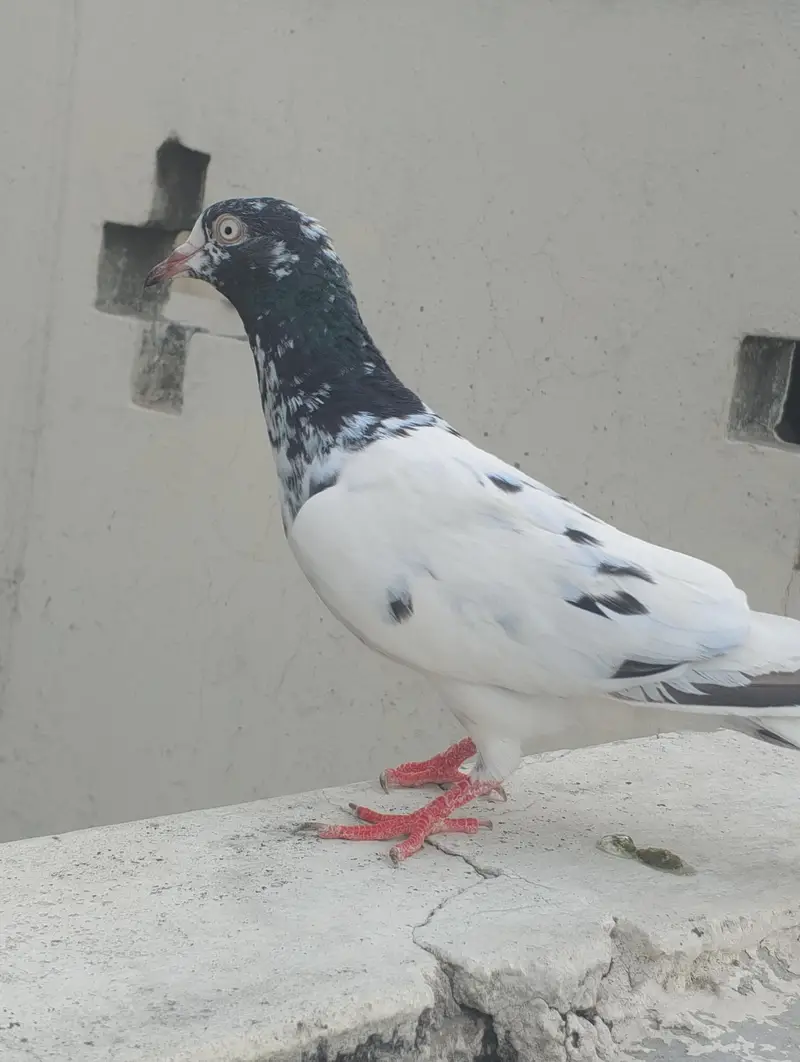 one male 2 female — photo 7