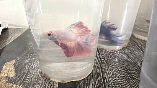 T&K FISH CENTER|BETTA FISH AVAILABLE WITH DIFFERENT COLOR|