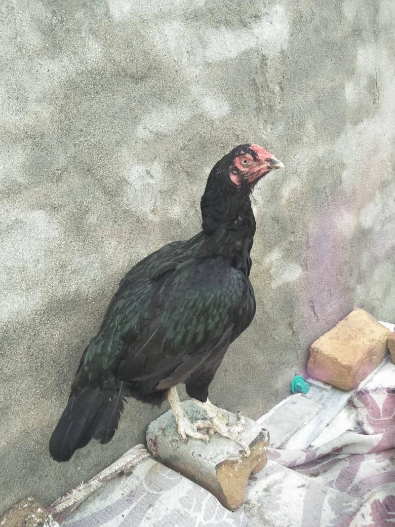 Lasani hen 1