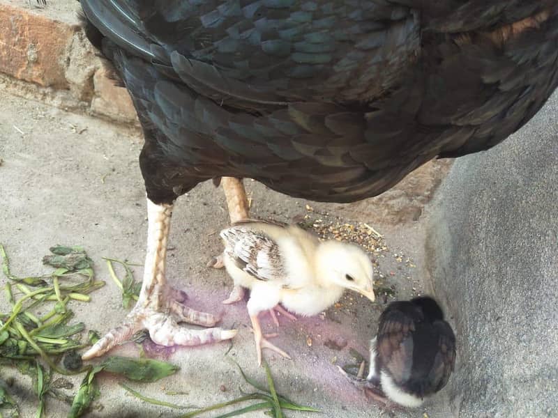 Lasani hen 2