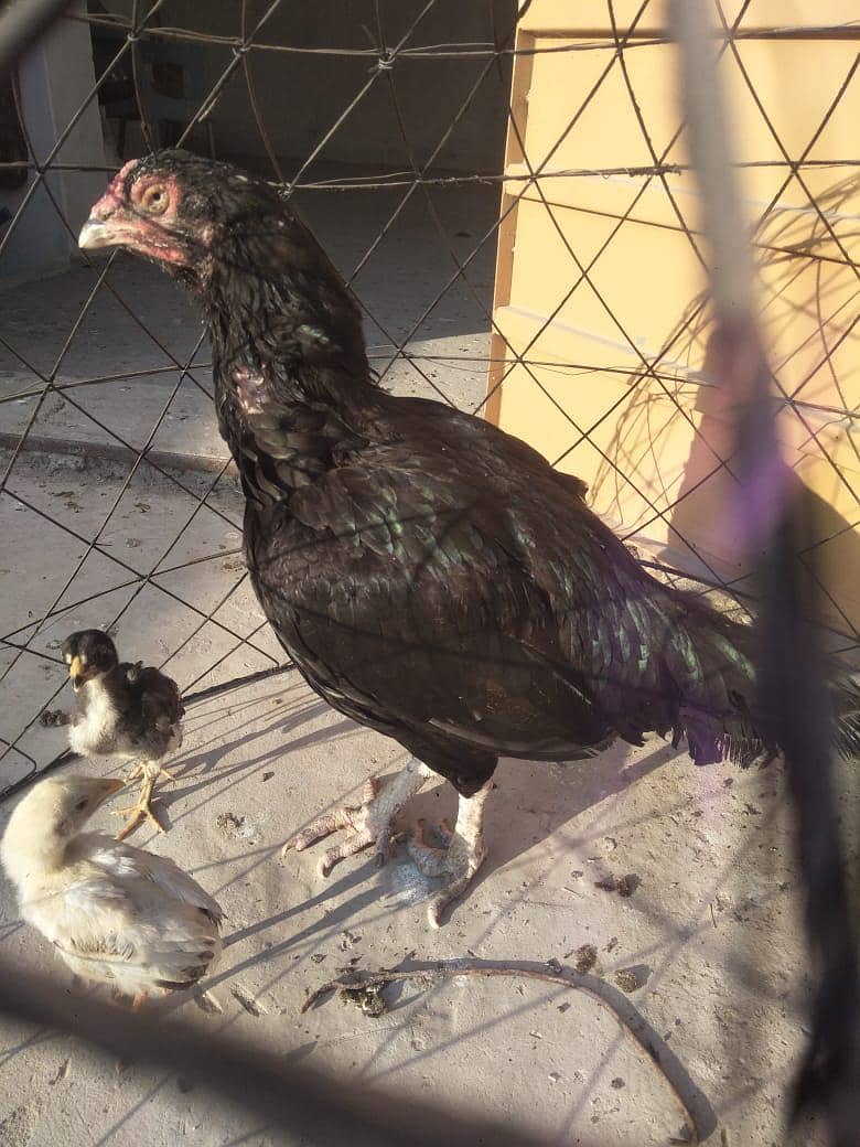 Lasani hen 3