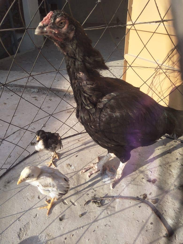 Lasani hen 4