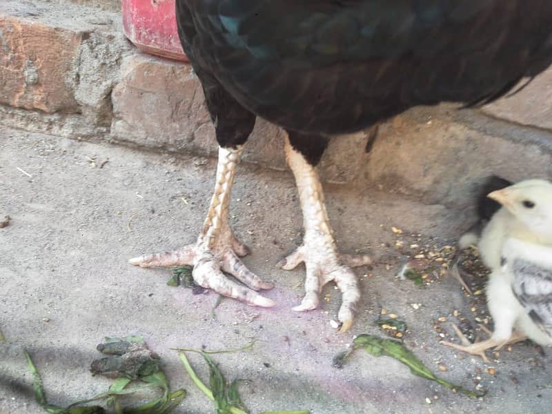 Lasani hen 6