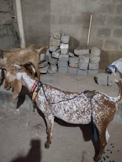 مکھی چینی  مکھی چینی بکری بمعہ دو بچے برائے فروخت
