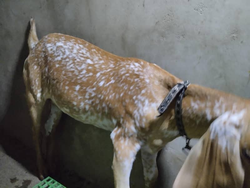 مکھی چینی  مکھی چینی بکری بمعہ دو بچے برائے فروخت 1