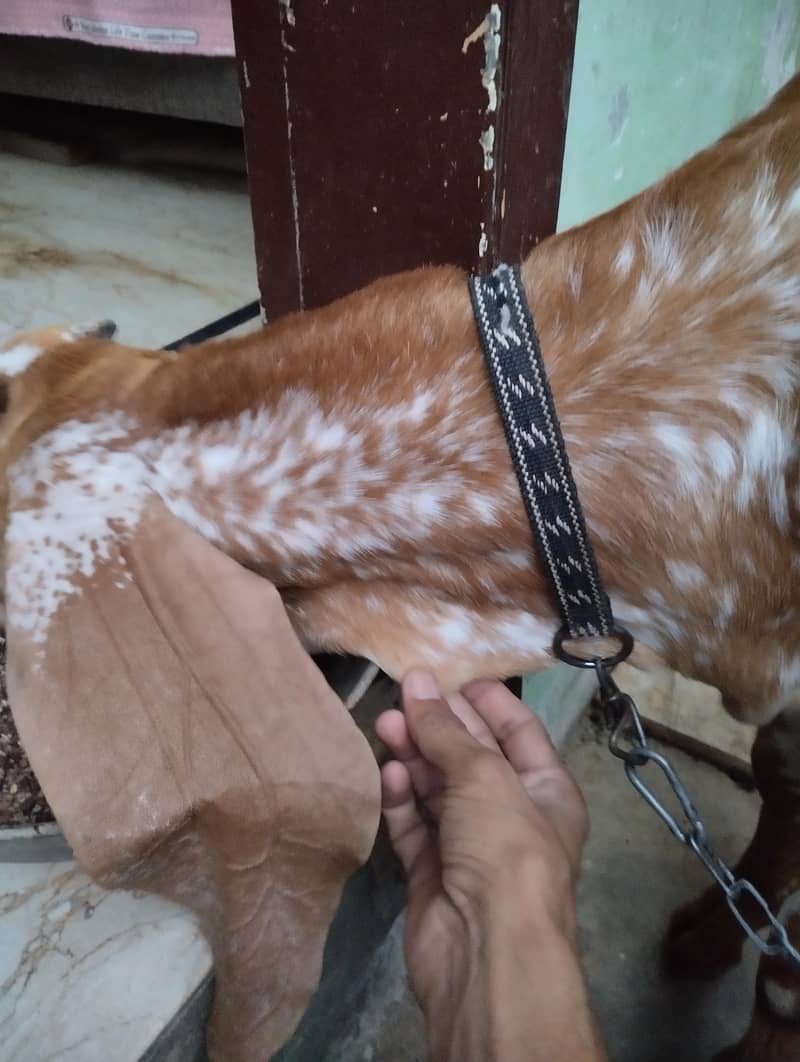 مکھی چینی  مکھی چینی بکری بمعہ دو بچے برائے فروخت 3
