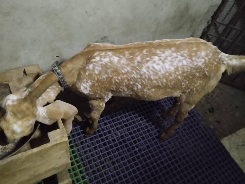 مکھی چینی  مکھی چینی بکری بمعہ دو بچے برائے فروخت 4