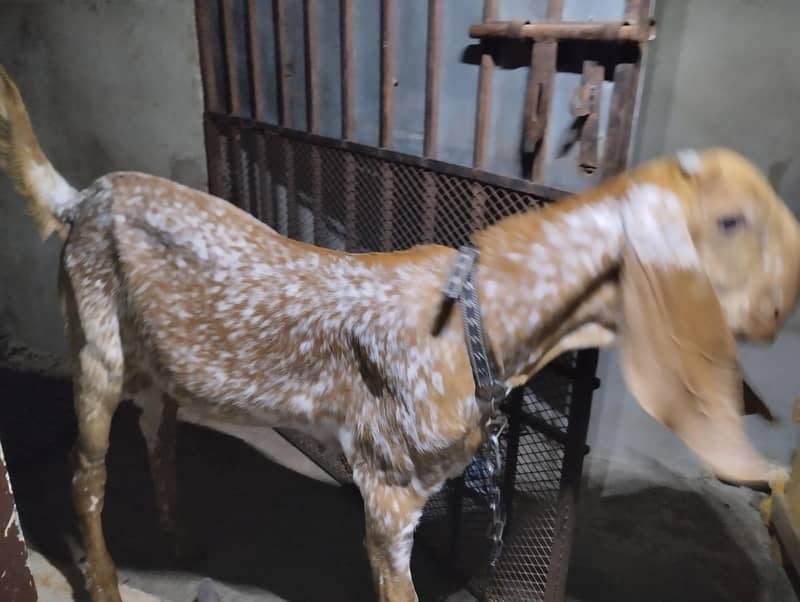 مکھی چینی  مکھی چینی بکری بمعہ دو بچے برائے فروخت 5