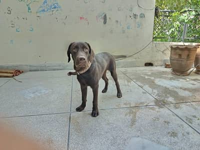 very good  dog active and playing  dog