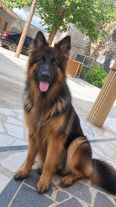 German shepard Threpal coart