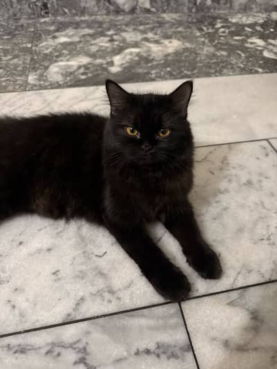 Persian long coated cat for sale