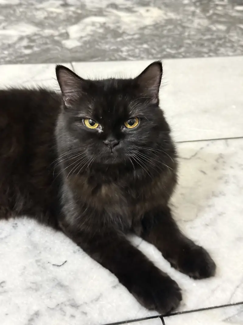 Persian long coated cat for sale — photo 2