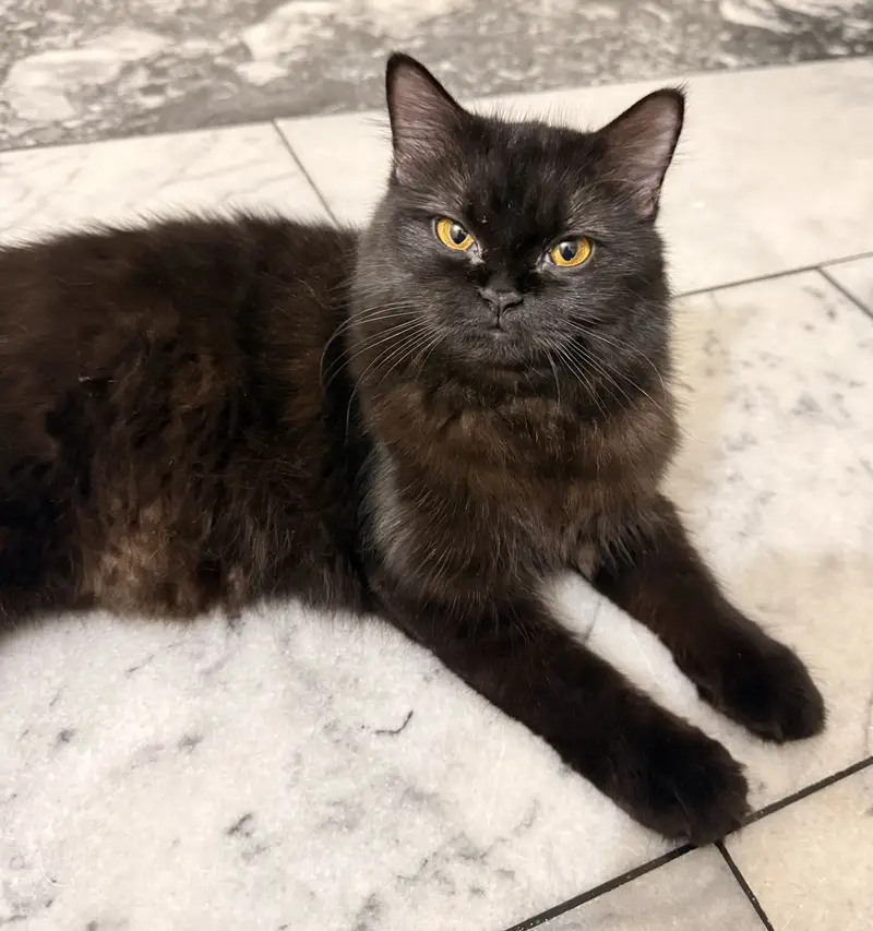 Persian long coated cat for sale — photo 3