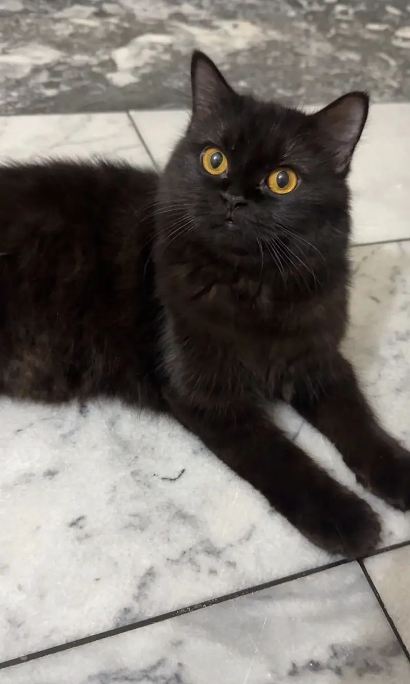 Persian long coated cat for sale — photo 4