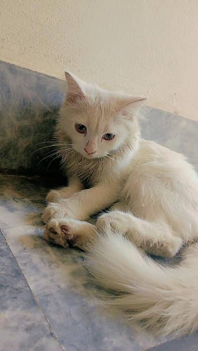 available for cat Lahore